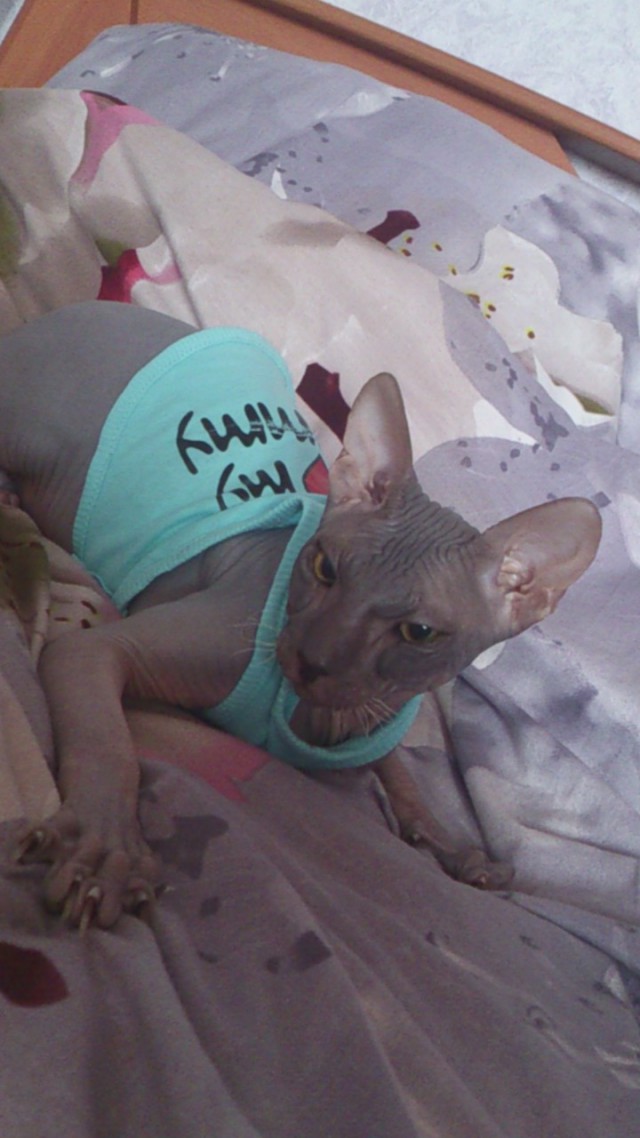 Котовторник