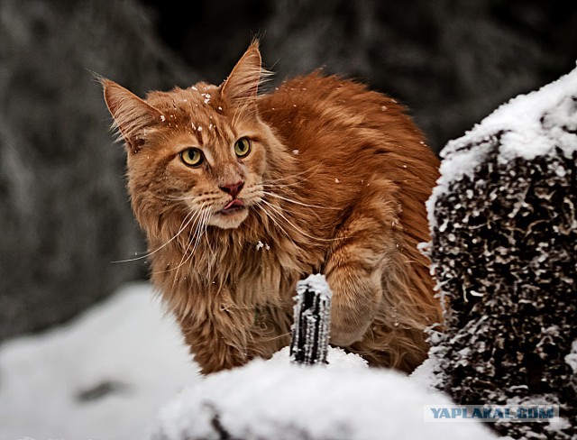 Мейн-куны  настолько  суровы...