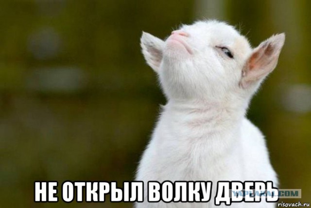 Убил волка охотившегося в городе.