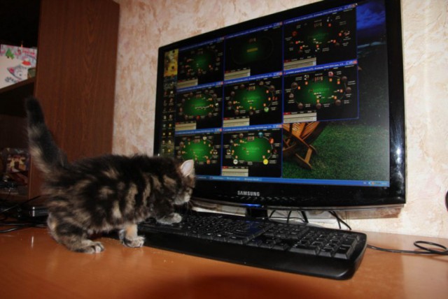 Коты из сети
