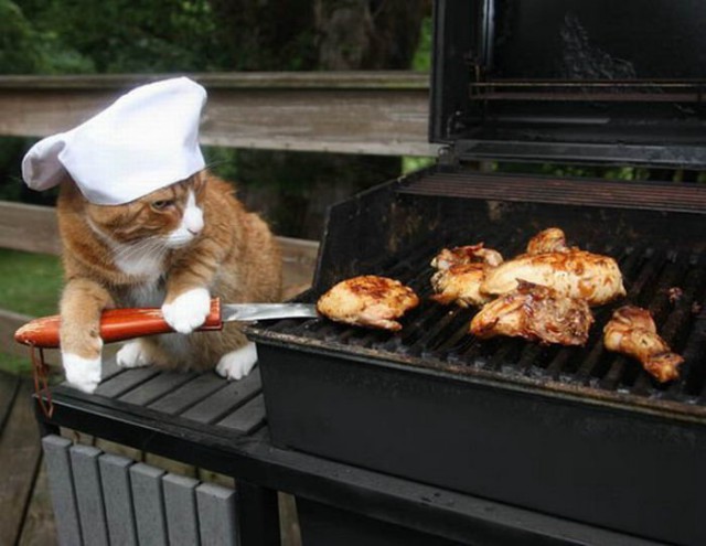 Коты из сети
