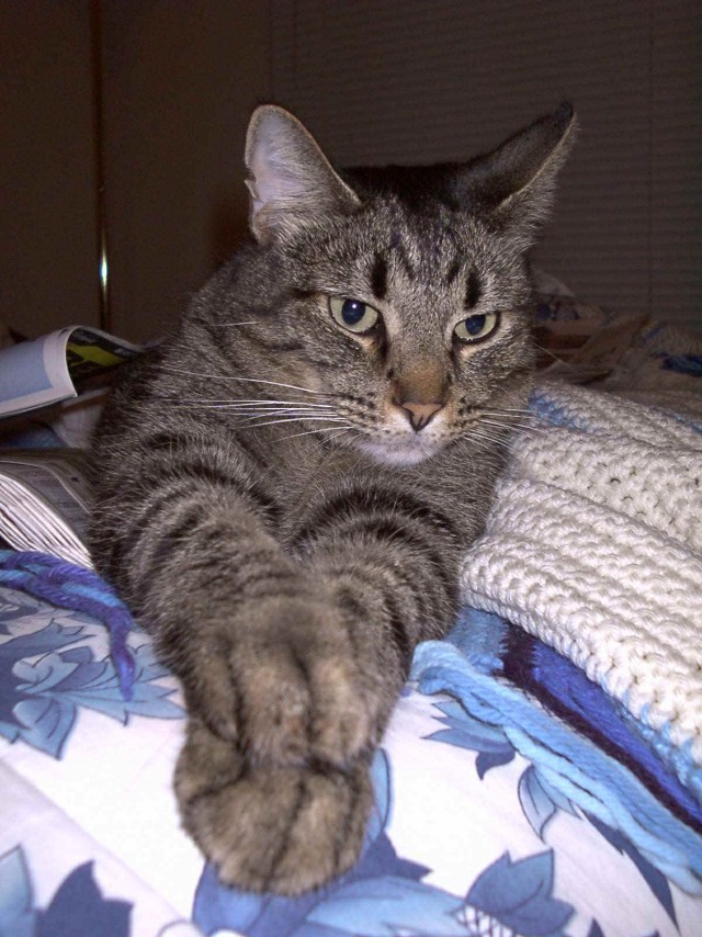 Коты из сети