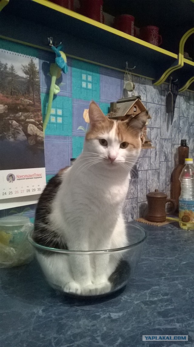 Покажи свою киску?