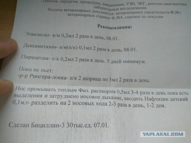 Ветеринарные врачи есть? Нужен совет!