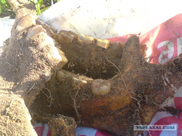 Археологам посвящается