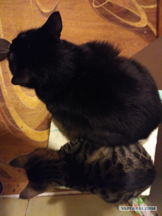 Котовторник  14.02.2017
