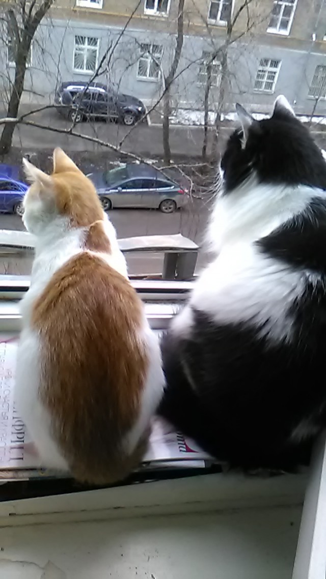 Котовторник 14.03.2017