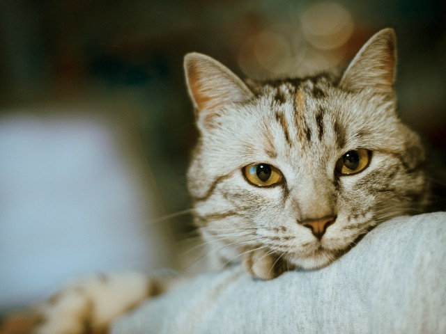 Коты и Кошки
