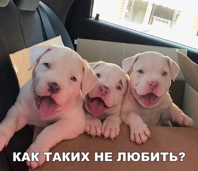 Живность из сети