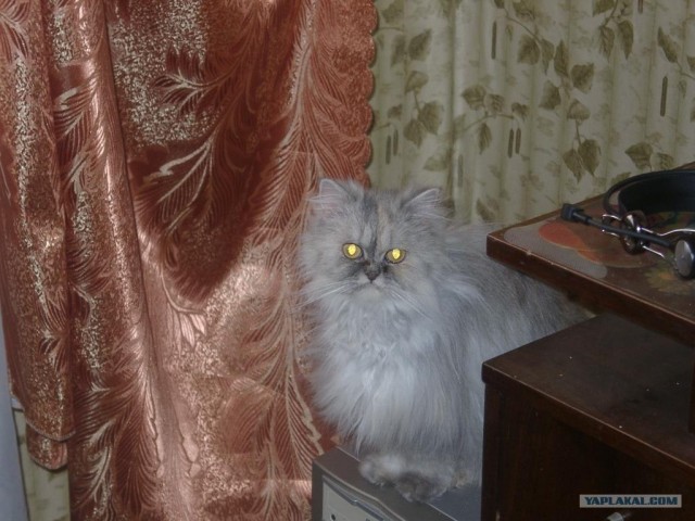 Котовторник  на  ЯПлакалъ
