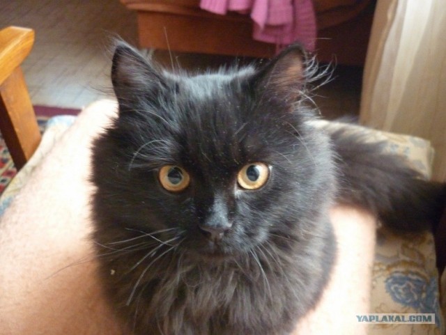 Котовторник так котовторник!