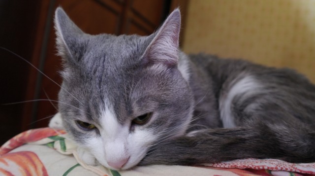 Котовторник (10.01.2012)