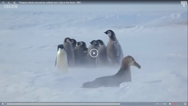 Малыши-пингвины как могли отбивались от хищника, но неожиданно пришла подмога