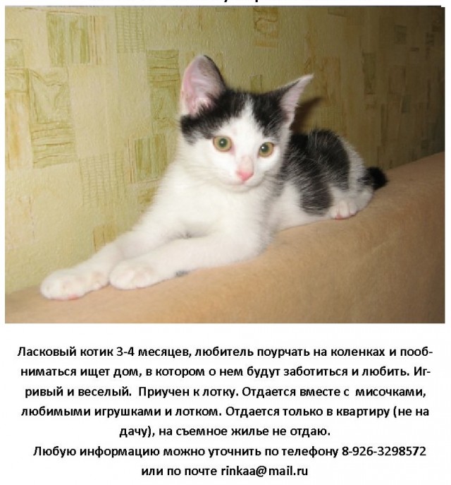 Котовторник 07.08.2012
