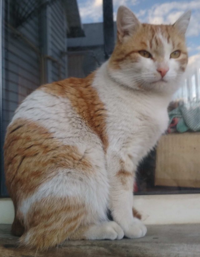 Котовторник  06.08.2019