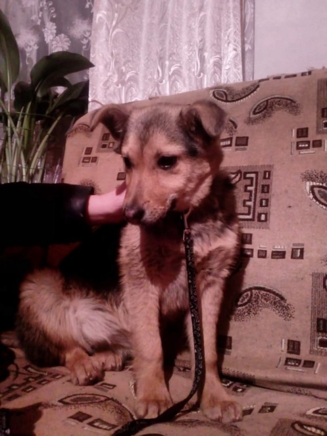 Живность из сети