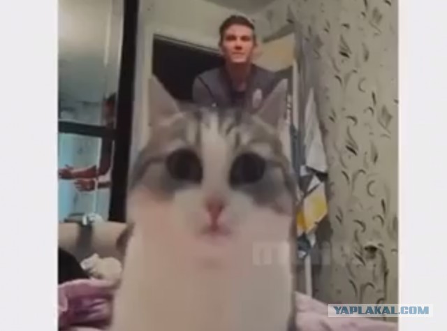 Бросок кошки