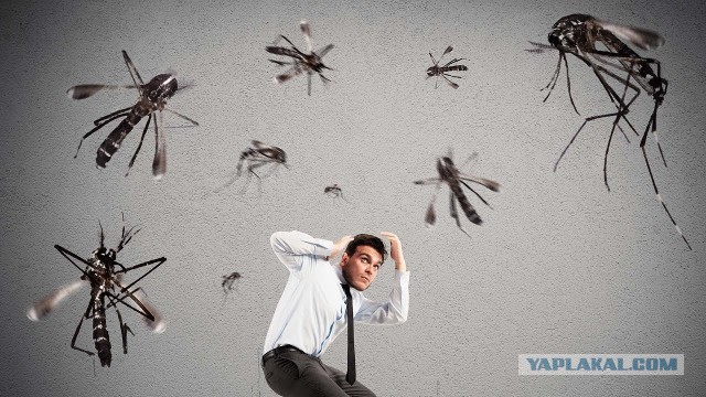 В США начался выпуск 1 миллиарда генномодифицированных комаров