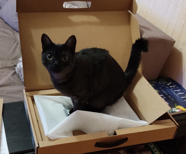 Котовторник 28.09.21