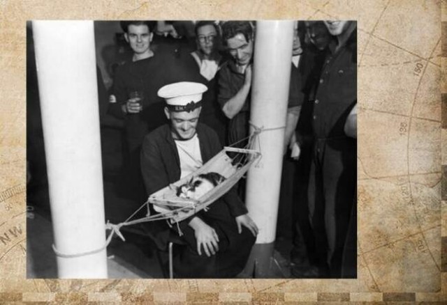 Друзья моряков: почему корабельных котов считают полноправными членами экипажа