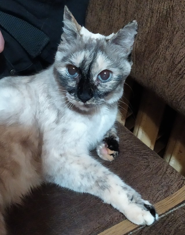 Господа и дамы ЯПа! Котовторник у нас начался! Отойдите от политоты и давайте котиков побольше!