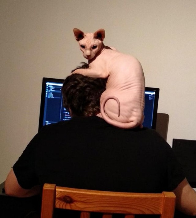Забавные и милые котейки