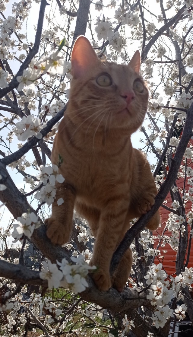Котовторник ведь начался!