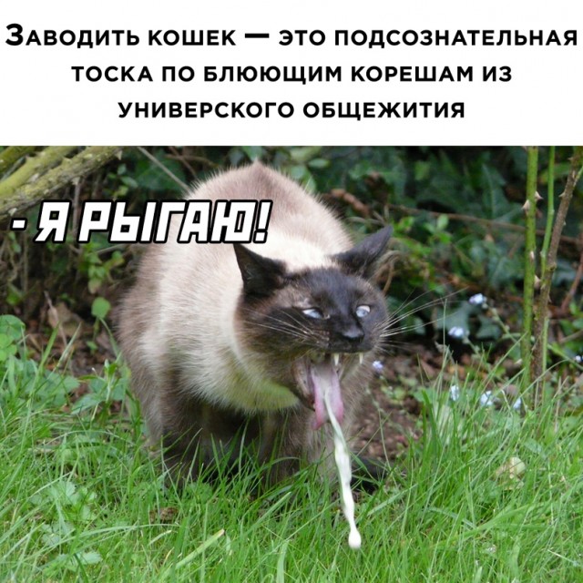 Весёлый полтишок 20.04.22