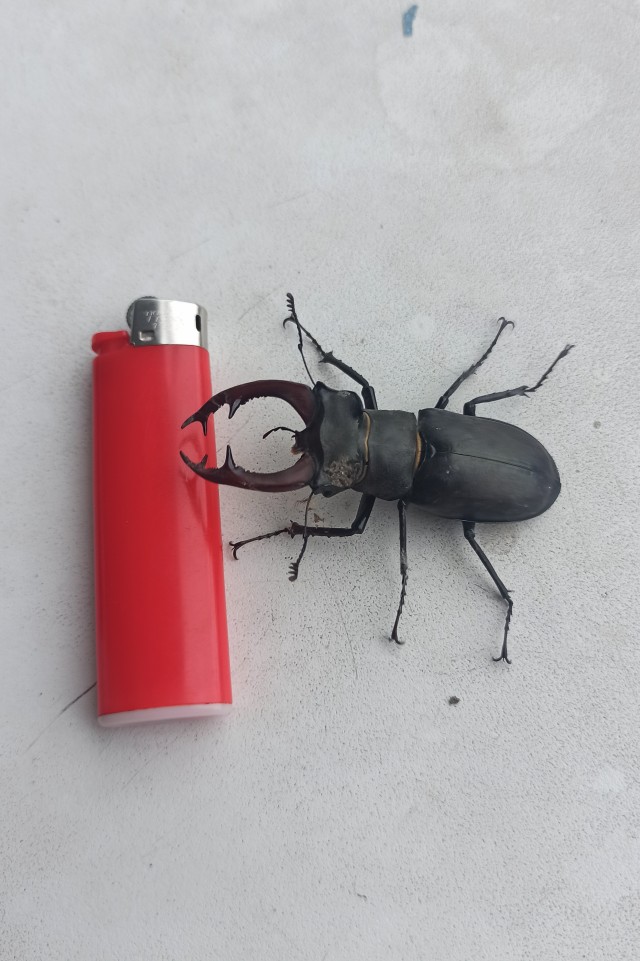 Жучара