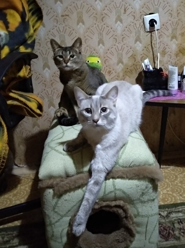 Котовторник. Немного сицилийских котов.