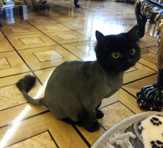 Котовторник 19.07.22