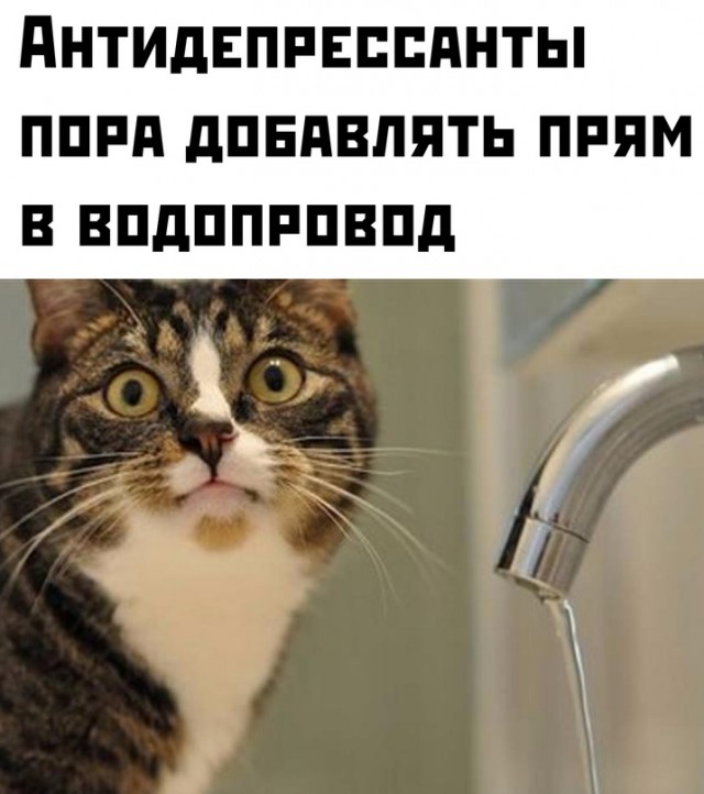 Весёлый полтишок 02.10.22