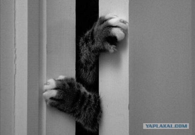 Про кота Семена