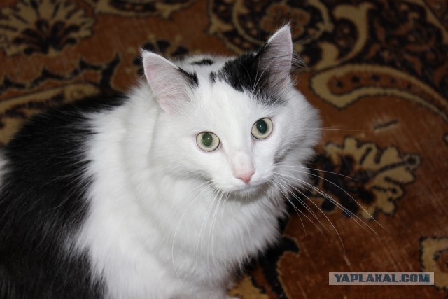 Котовторник  19.03.2013