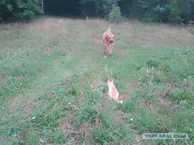 Жизнь домашнего приюта для котеек 464