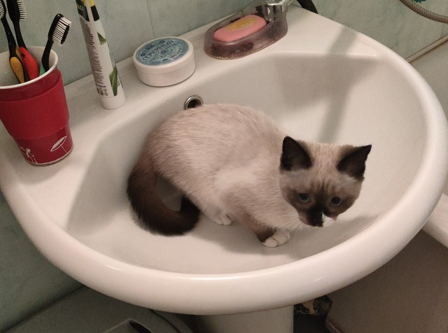 Котовторник