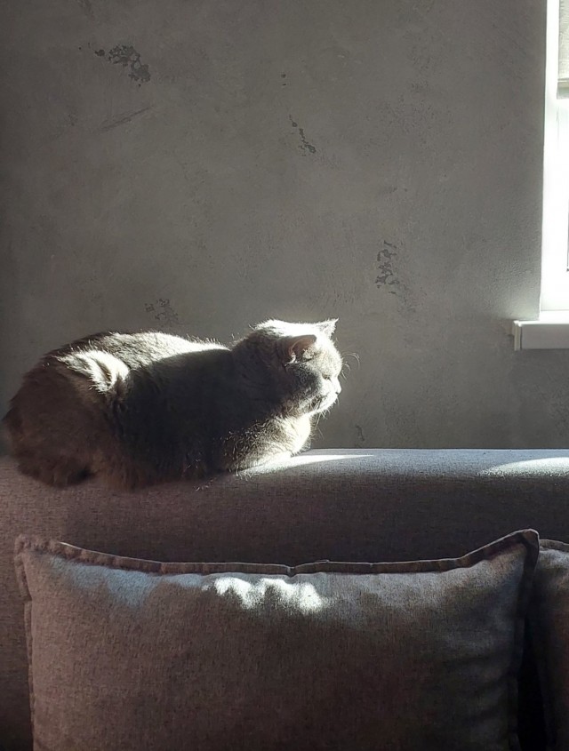 Кот в рамках бытия