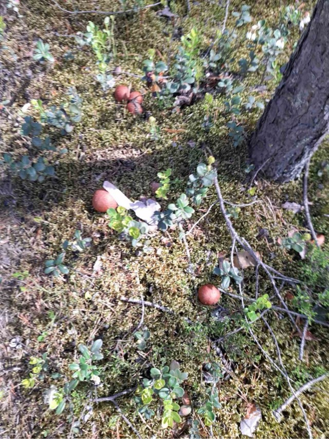 Ну вот и я порадовалась грибочкам