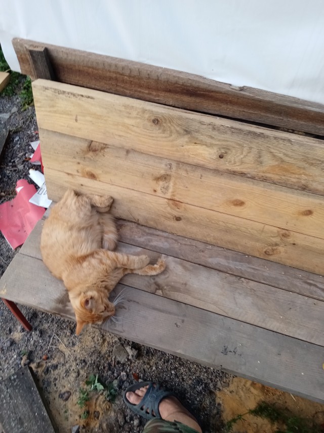 Котовторник, от мала до велика