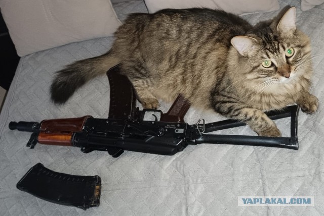 Поверья о кошках