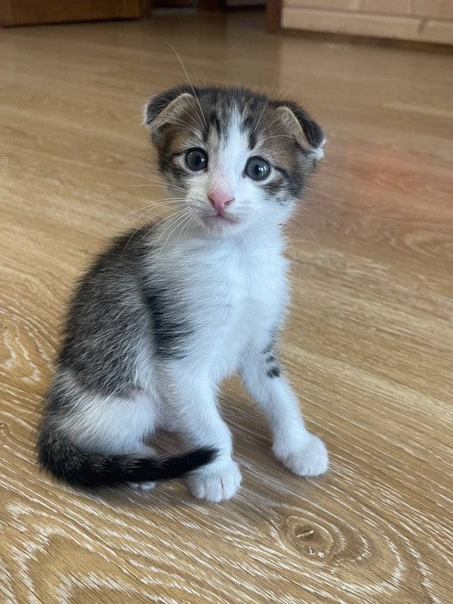 Ну-с, с наступившим староновогодним котовторником