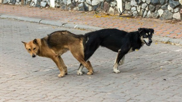 Механизьм