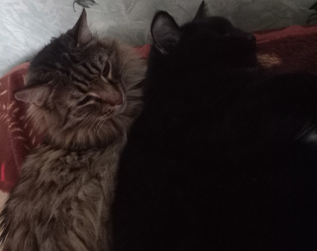 Это что, котовторник?