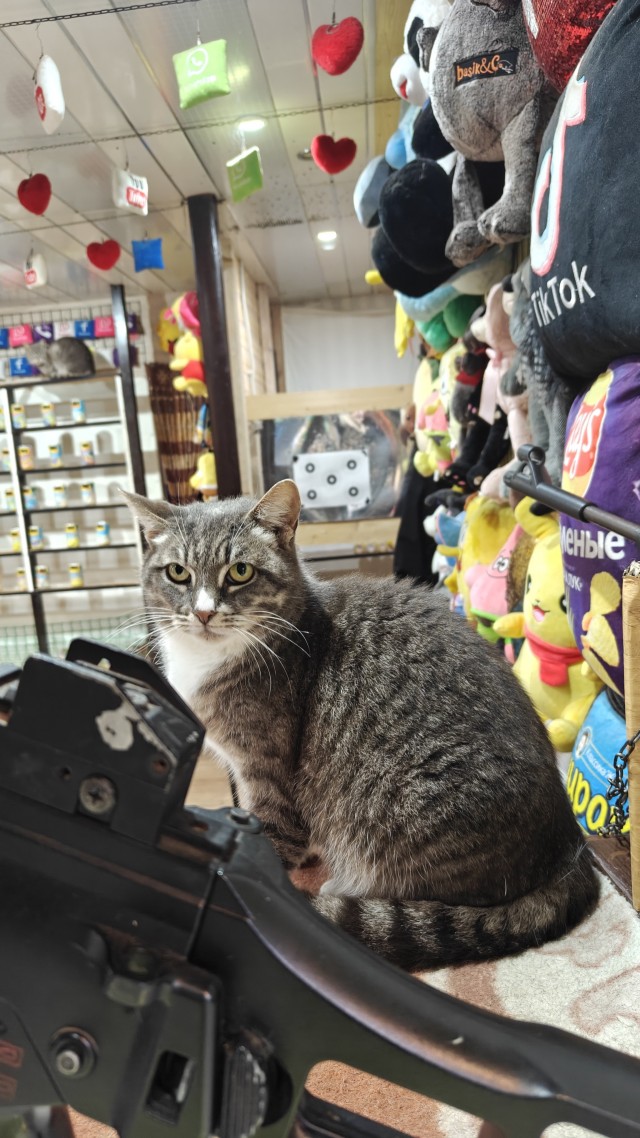 А котовторник уже пришёл?