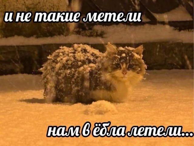 Подборка картинок-баянов с котиками и про котиков. Выпуск 30.
