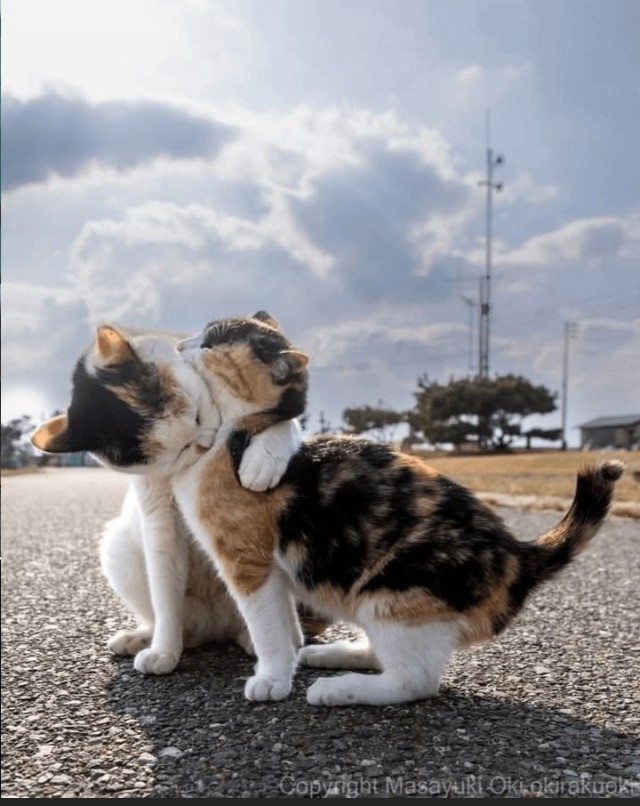 Котиков много не бывает))) отдохните от суетного мира