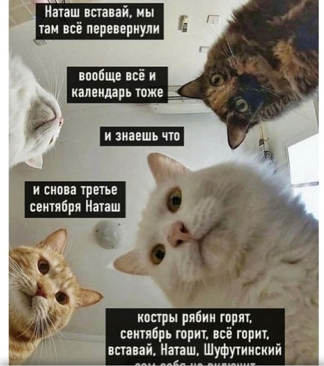 Шуфутин день 03.09