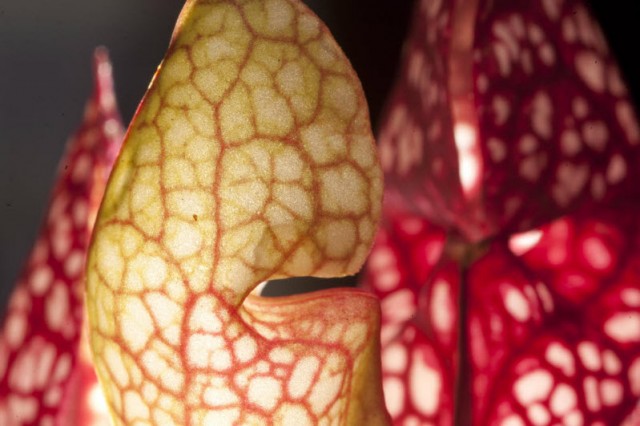 Выставка хищных растений в Колумбии