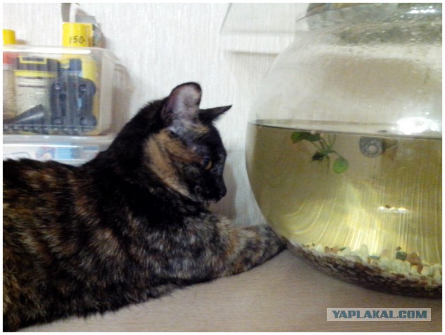 Котовторник 6.05.2014
