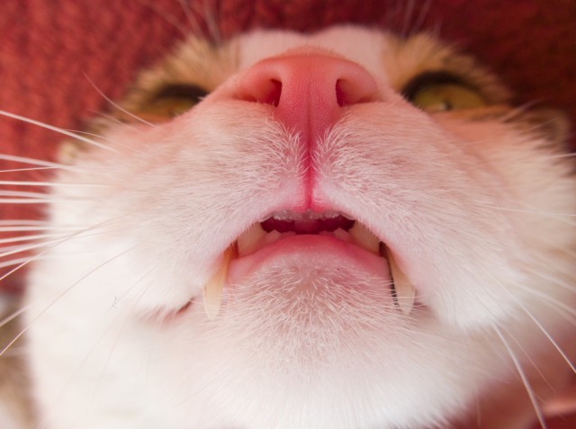 Котовторник 26.08.14.